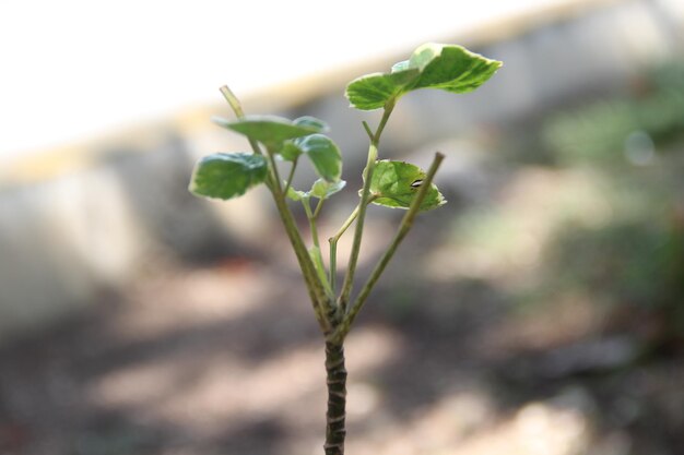 Foto prossimo piano di una pianta da fiore