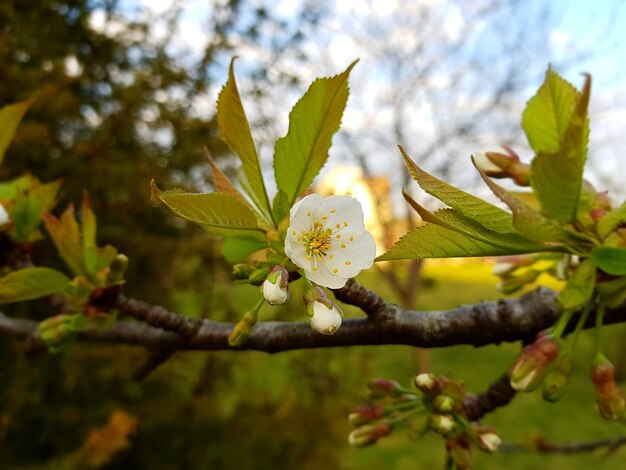 Foto prossimo piano di una pianta da fiore