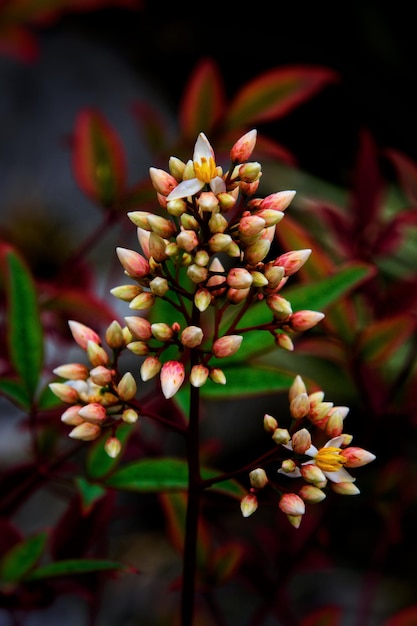 Foto prossimo piano di una pianta da fiore