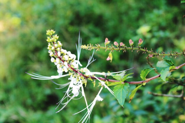 Close-up of flowering plant