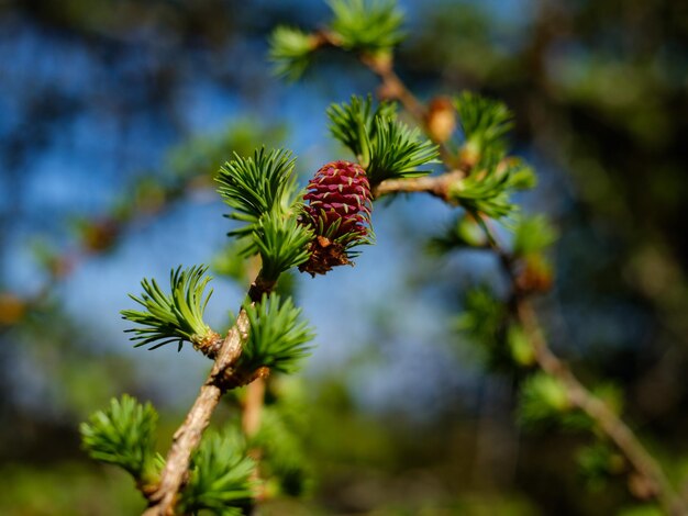 Close-up of flowering plant