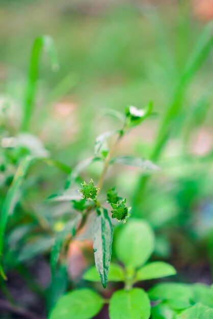 Foto prossimo piano di una pianta da fiore