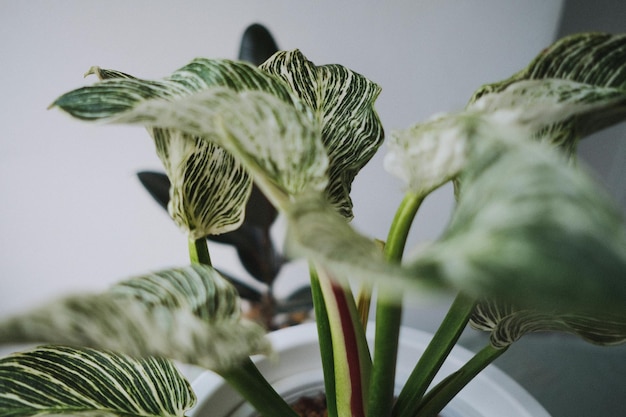 Foto prossimo piano di una pianta da fiore