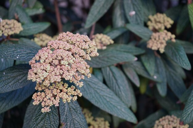 Foto prossimo piano di una pianta da fiore