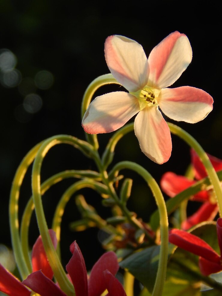Photo 花をかせる植物のクローズアップ