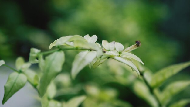 Photo close-up of flowering plant