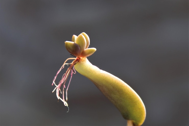 Photo close-up of flowering plant