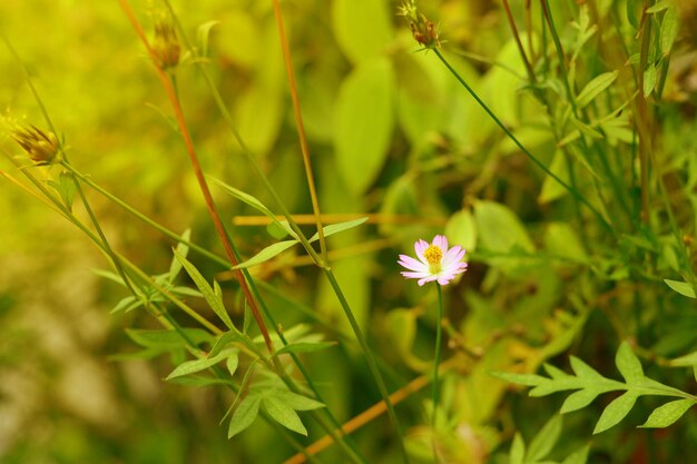 Close-up of flowering plant