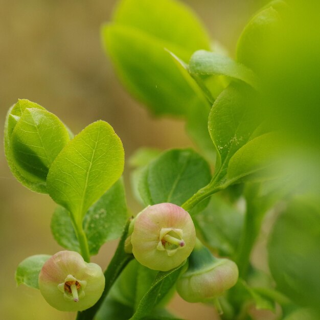 Photo close-up of flowering plant