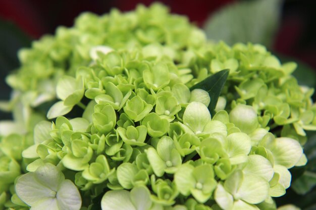 Photo close-up of flowering plant