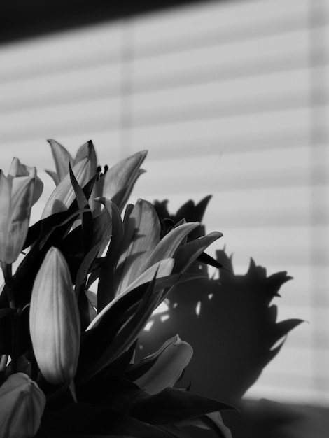 Photo close-up of flowering plant