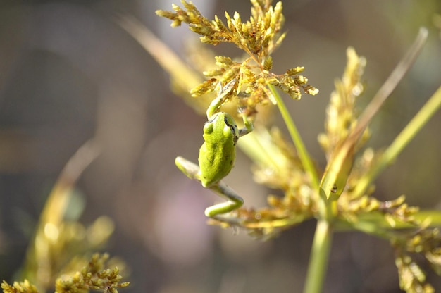 Foto prossimo piano di una pianta da fiore