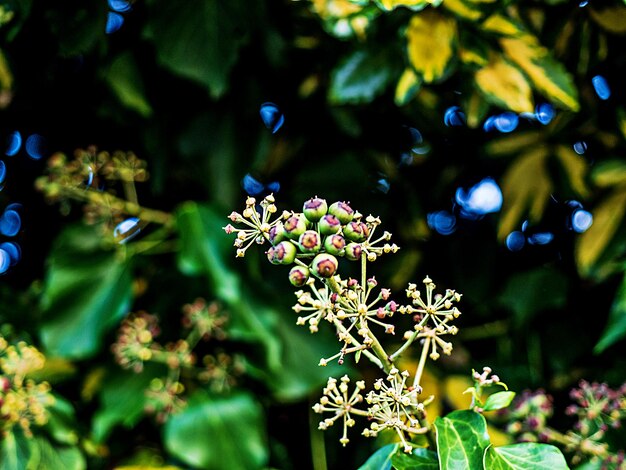 Foto prossimo piano di una pianta da fiore