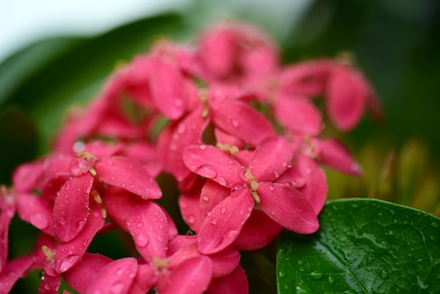 Foto prossimo piano di una pianta da fiore