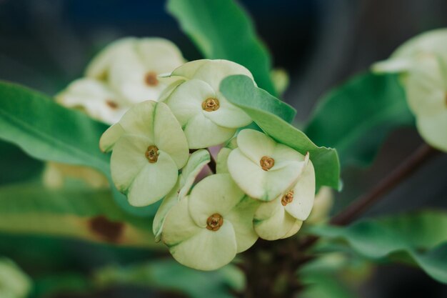 Close-up of flowering plant