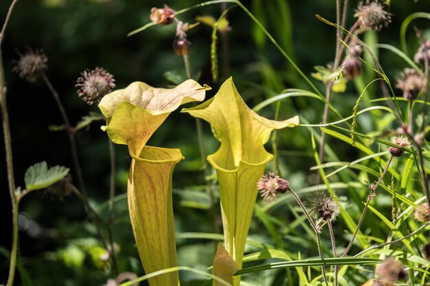 Photo close-up of flowering plant