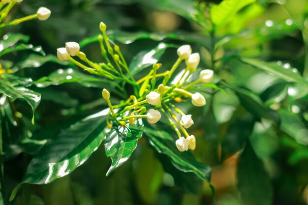 Close-up of flowering plant