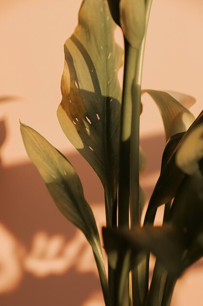 Photo close-up of flowering plant