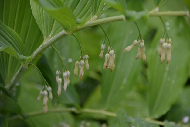 Close-up of flowering plant