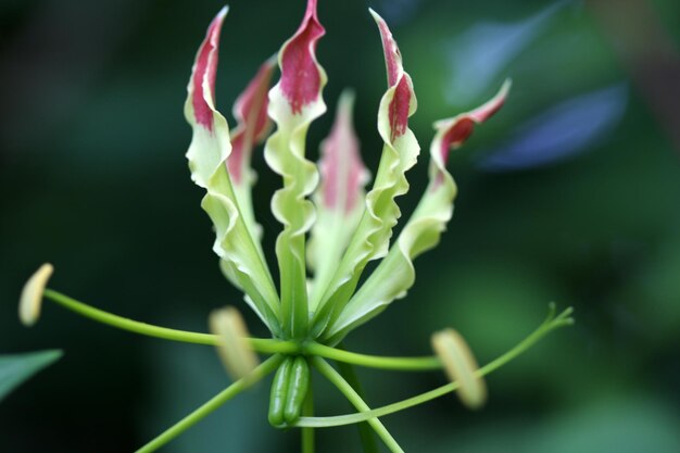 花をかせる植物のクローズアップ