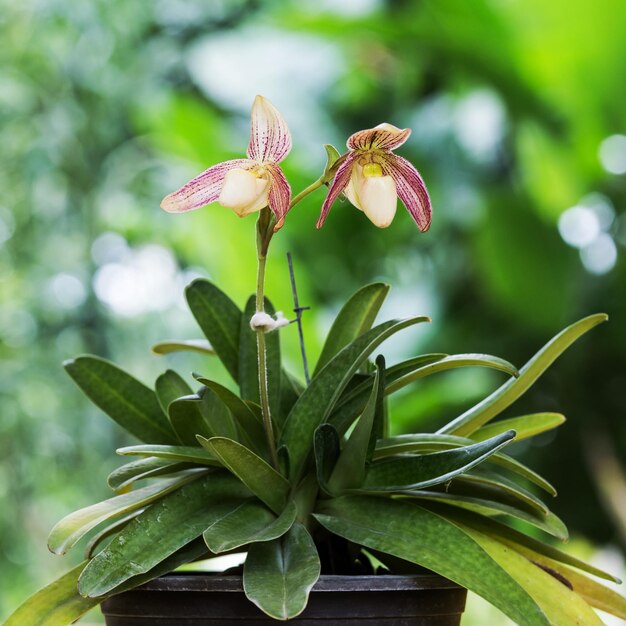 Close-up of flowering plant