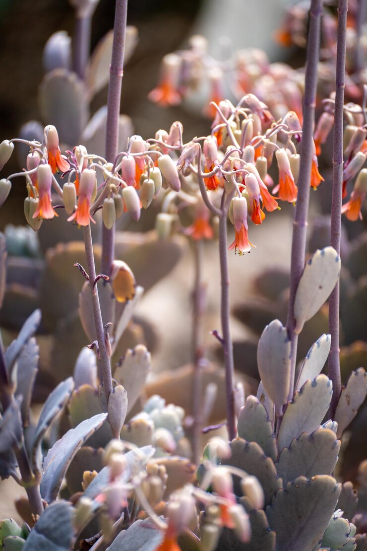 Photo 花をかせる植物のクローズアップ