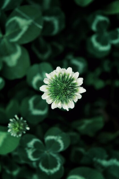 Foto prossimo piano di una pianta da fiore