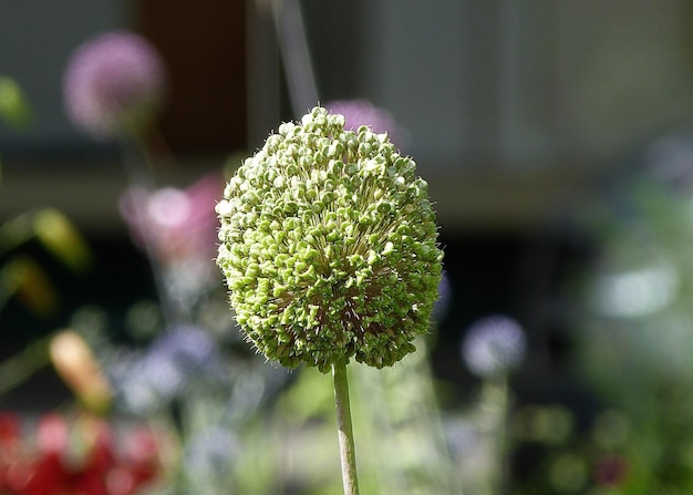 Foto prossimo piano di una pianta da fiore