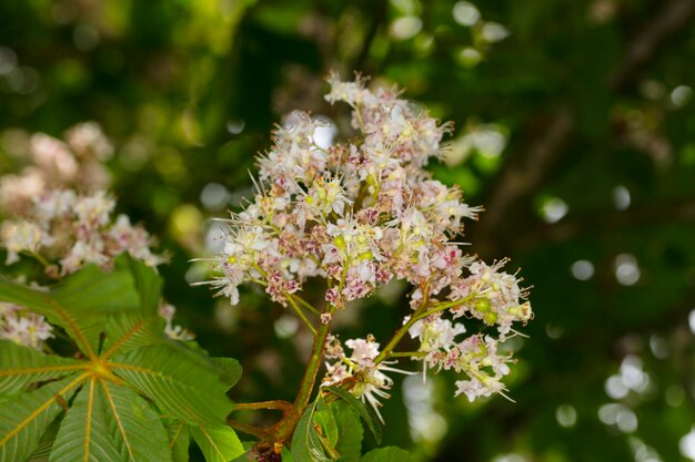 Photo close-up of flowering plant