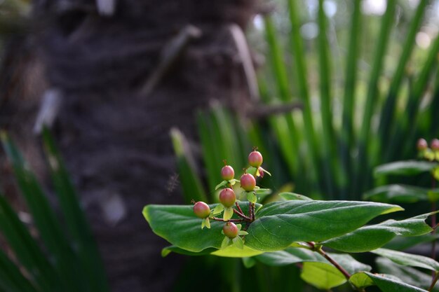 Photo close-up of flowering plant