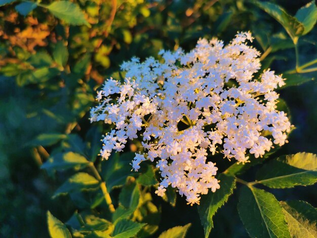 Close-up of flowering plant