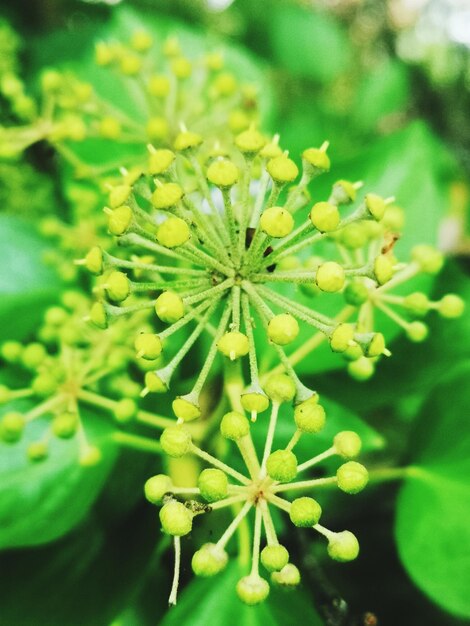 Close-up of flowering plant