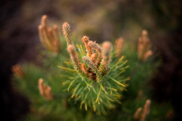 Close-up of flowering plant