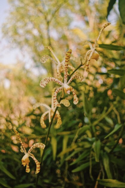 Close-up of flowering plant