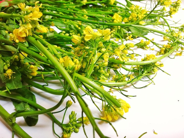 Photo close-up of flowering plant