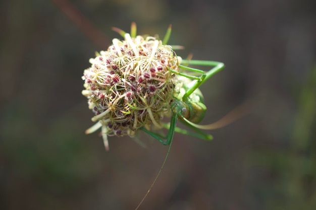 Foto close-up di una pianta da fiore