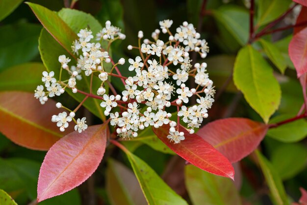 Photo close-up of flowering plant