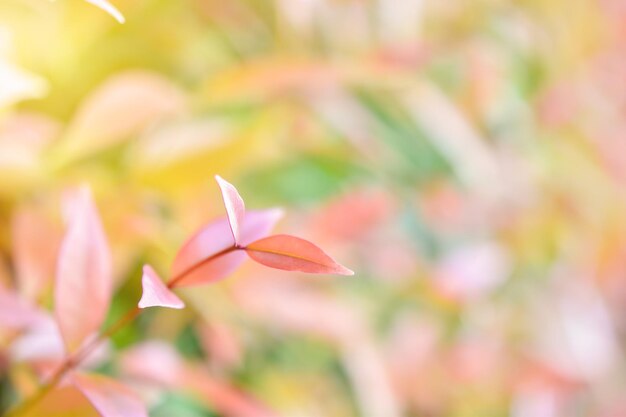 Close-up of flowering plant