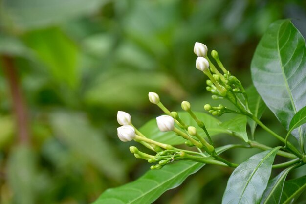 Close-up of flowering plant