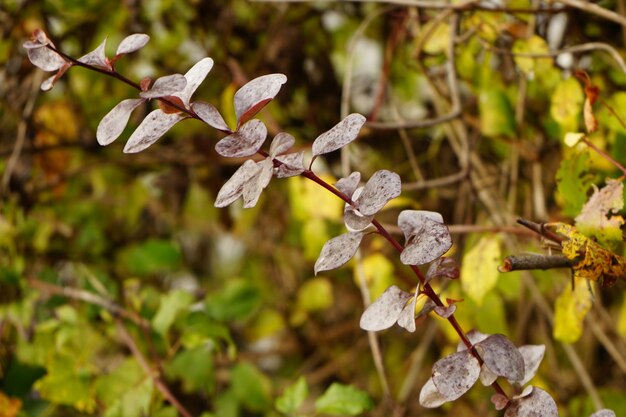 Photo close-up of flowering plant