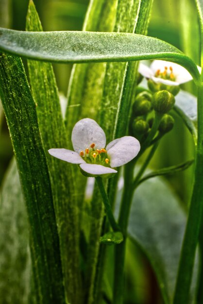 Foto prossimo piano di una pianta da fiore