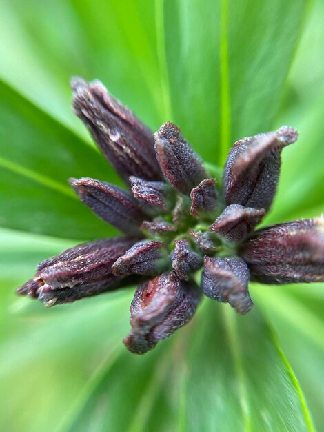 Photo close-up of flowering plant