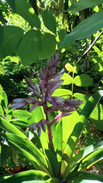 Close-up of flowering plant