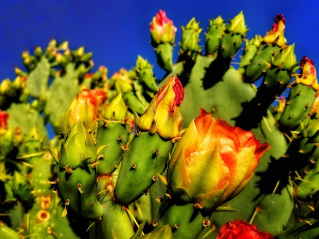 Close-up of flowering plant