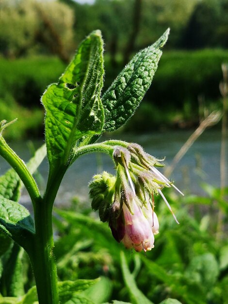 Photo close-up of flowering plant