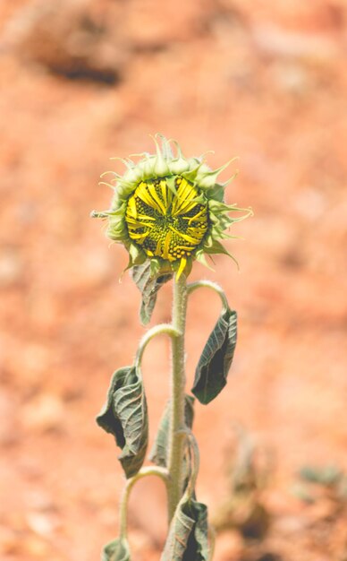 Foto prossimo piano di una pianta da fiore