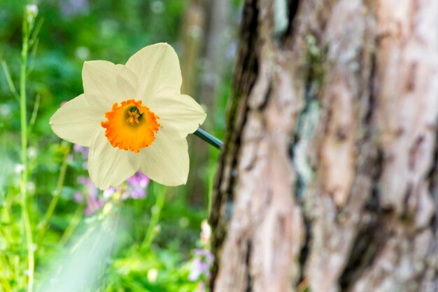 Foto prossimo piano di una pianta da fiore