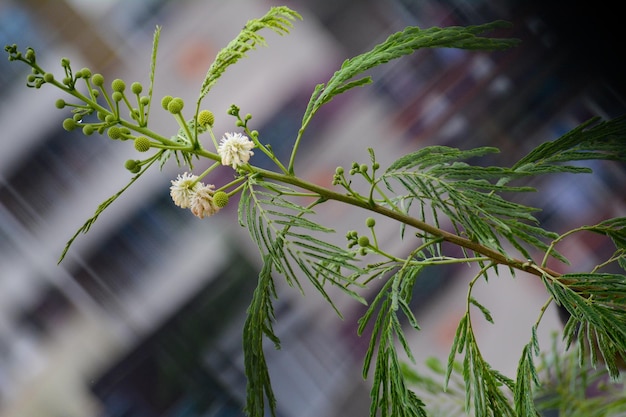 Foto prossimo piano di una pianta da fiore