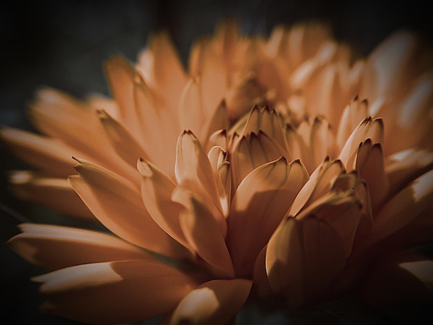 Close-up of flowering plant