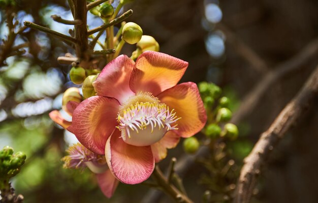 Close-up of flowering plant